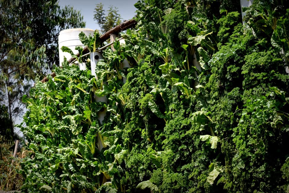 hydroponic supplies in kenya