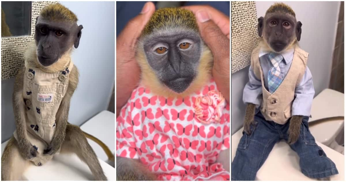 Mojo: Meet Viral Monkey on Tik Tok Living Pampered, Luxurious Life