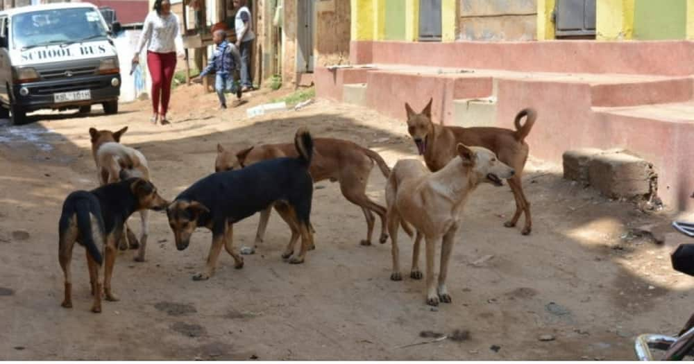 23-Year-Old Pregnant Woman Dies after Stray Dog Bit Her in Lower Kabete