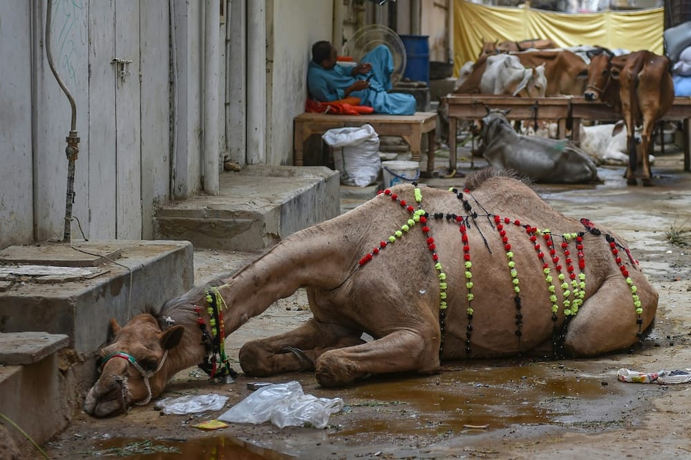 A camel rests outside a house in Karachi ahead of the Muslim festival of Eid al-Adha
