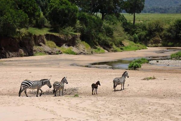 Polka dotted Zebra spotted migrating from Mara to Serengeti in Tanzania