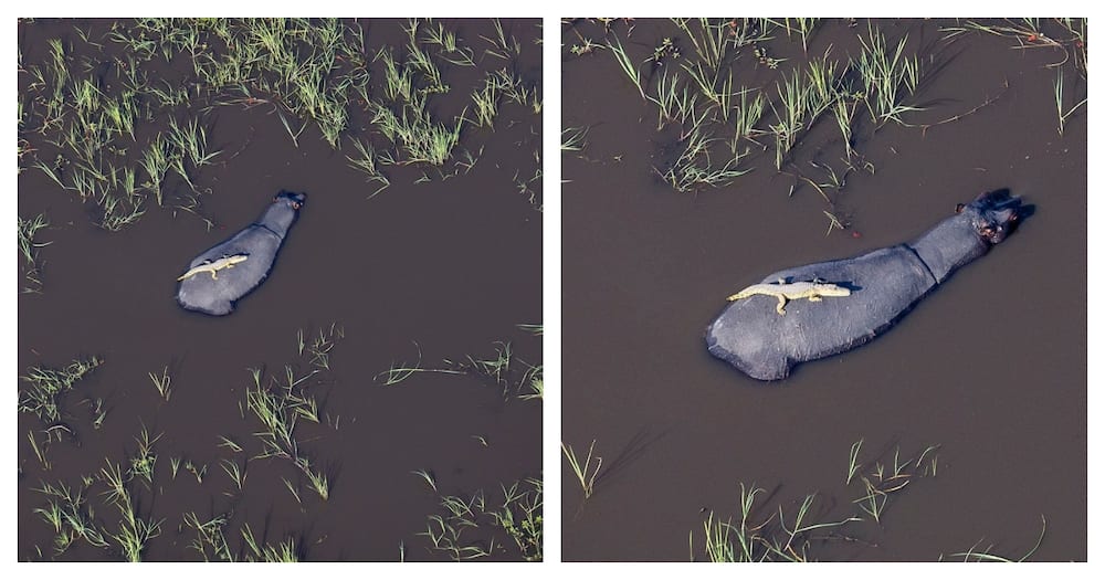 The rare sighting was captured in Northern Okavango, Botswana.