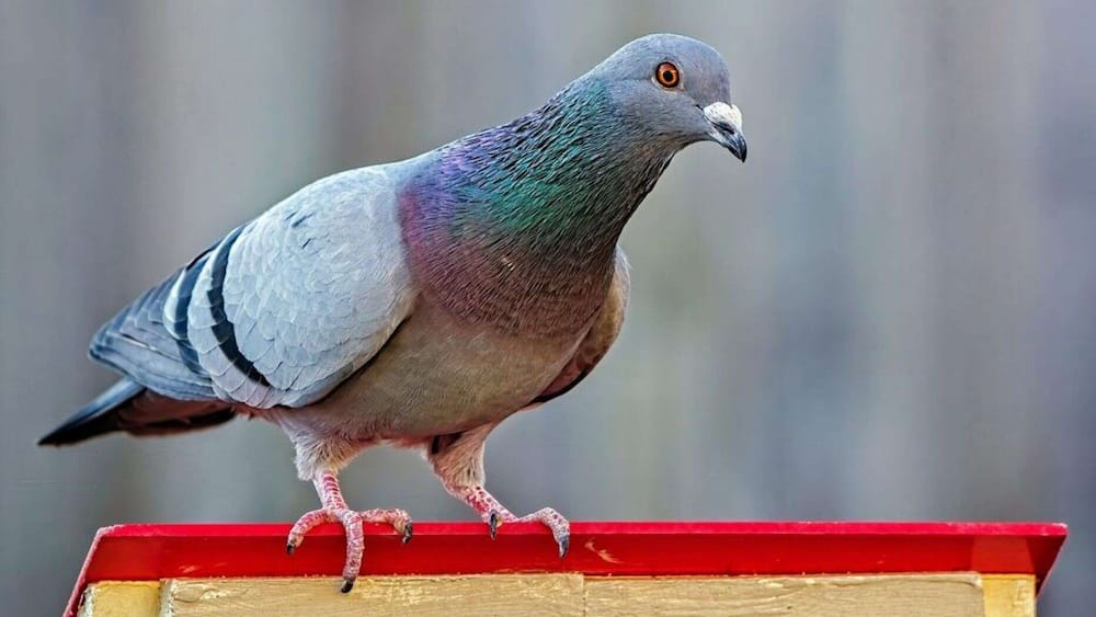 India arrests pigeon suspected to be working as spy agent for Pakistan