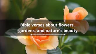 25+ Bible verses about flowers, gardens, and nature's beauty