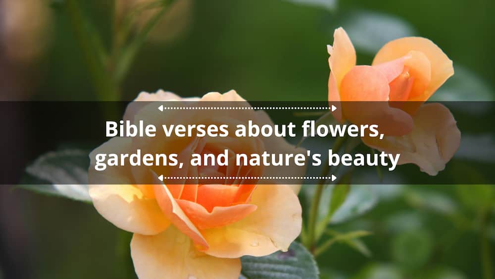 Bible verses about flowers, gardens, and nature's beauty