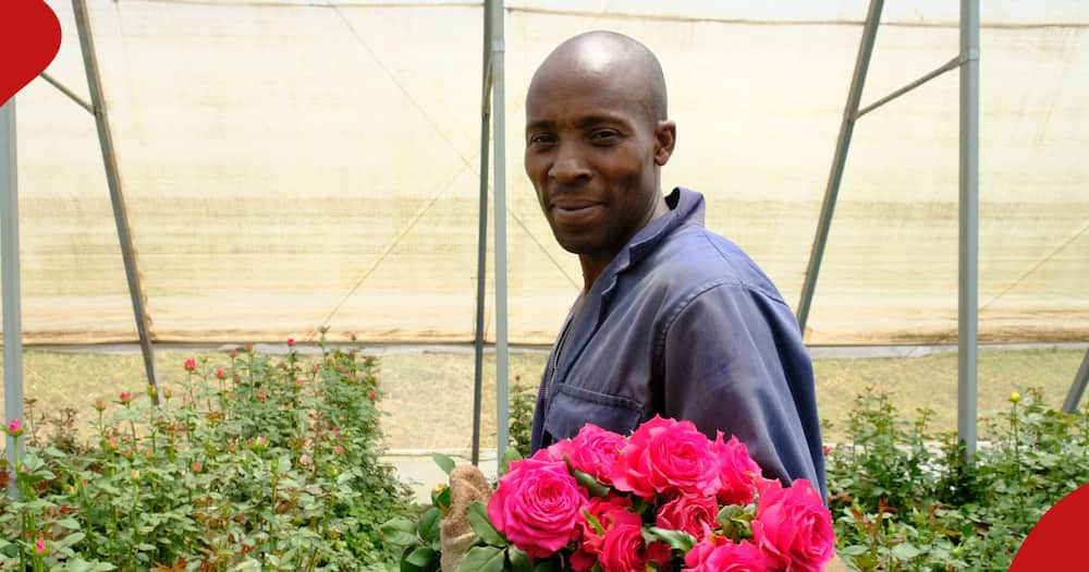 Kenya flower export market grew ahead of 2024 Valentine's Day compared to the previous year.