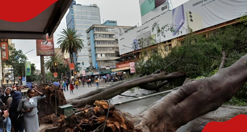 Uprooted trees lie across Moi Avenue in Nairobi, Kenya.