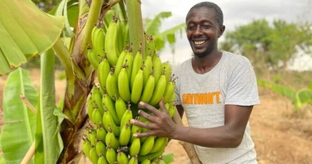 Amos Muange grows fruits.