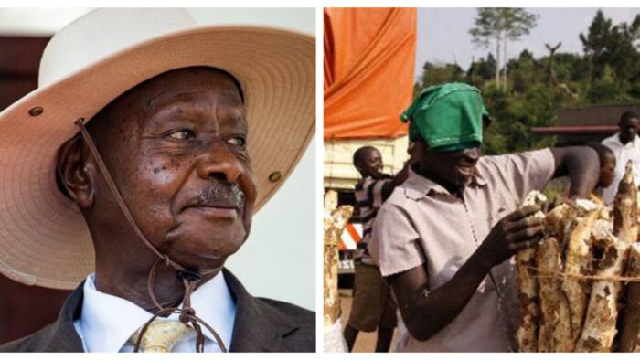 Price of Cassava Rises by KSh 1,300 Per Sack after Museveni Told Ugandans to Avoid Bread