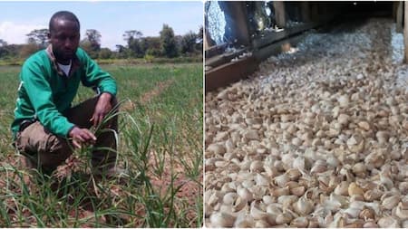 Moses Marimi: Nyeri Primary School Dropout Who Made KSh 4.8m from Garlic in 4 Months