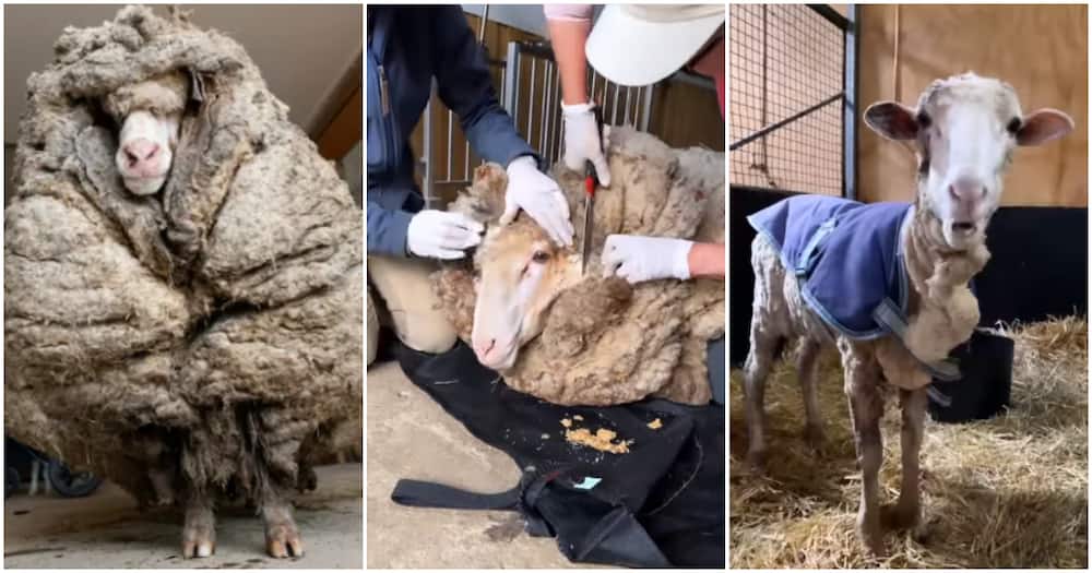 Such Relief: Helpless Sheep Weighed Down by Hair Gets Clean Shave from Kind Woman, Stunning Video Amazes Many