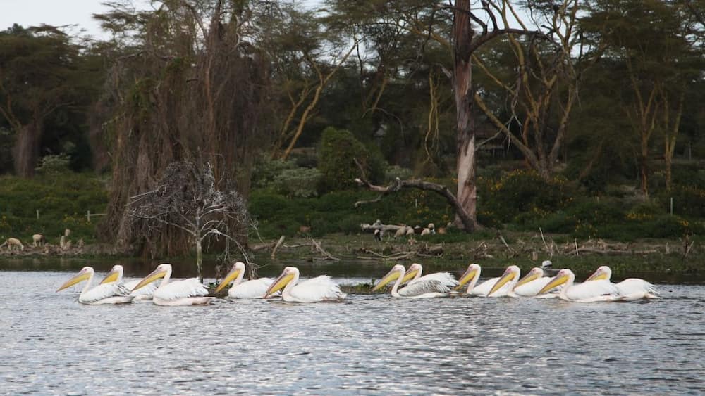 Pelicans swimming on Lake Naivasha