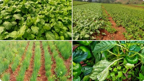 Young lady succeeds in farming, shows off her plantation