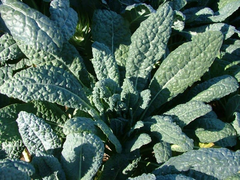 types of kale