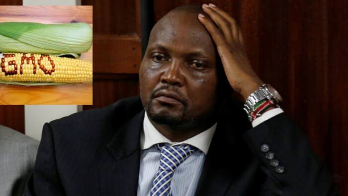 Moses Kuria's Trouble Piles as Agriculture Ministry Officials Deny Approving Maize Importation