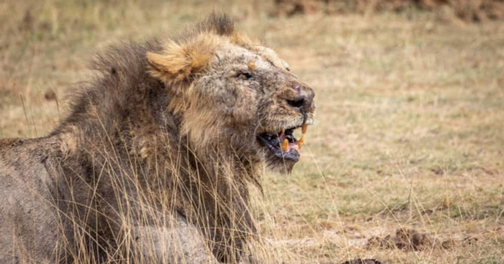 Loonkito. Photo: Lionguardians.