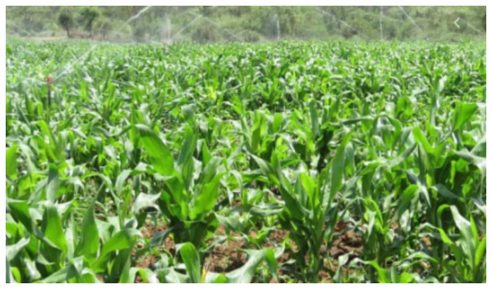 Postmortem shows man who died in maize plantation while with lover choked on alcohol