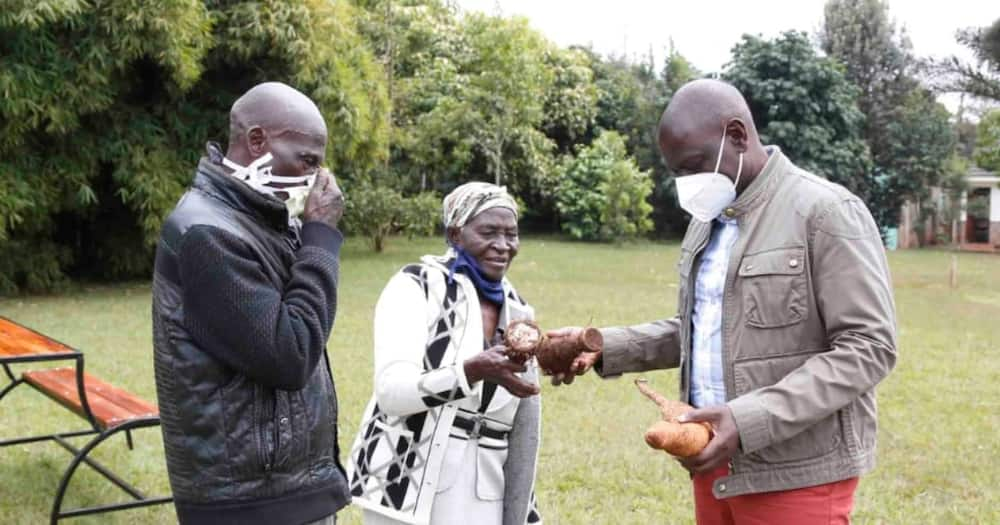 Nyeri couple share cassava harvest with William Ruto's family: "I look forward to a tasty meal"