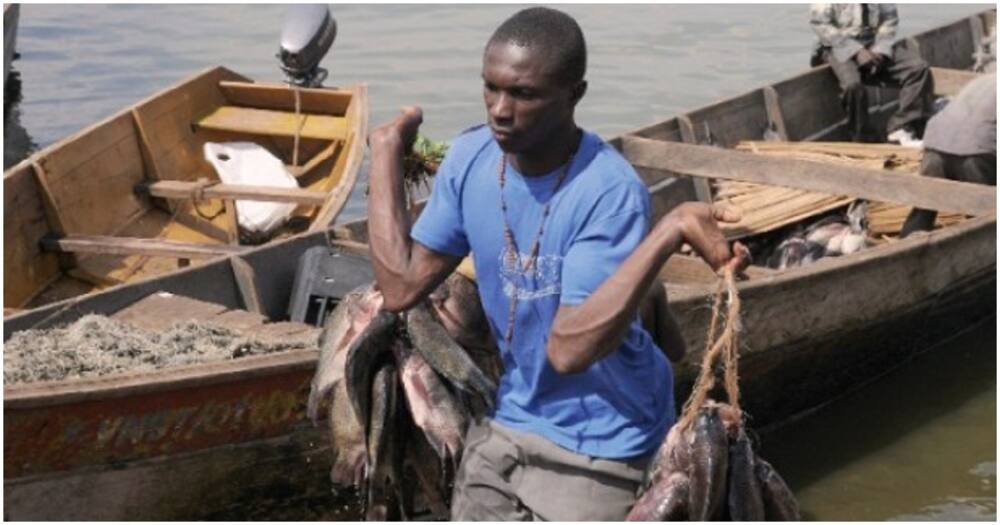 Migori: KSh 140m Fish Processing Plant Set to Turn around Fishermen' Fortunes, Fish out Brokers