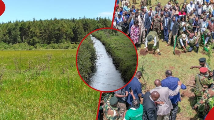 Kenya Set To Increase Forest Cover Tally as Nandi Hosts World Wetlands Day 2024