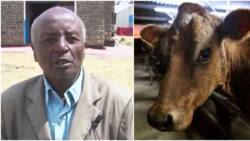 Nyandarua Man Unhappy After 2 Cows, 1 Pregnant Are Stolen: "Nilikuta Ng'ombe Hakuna"