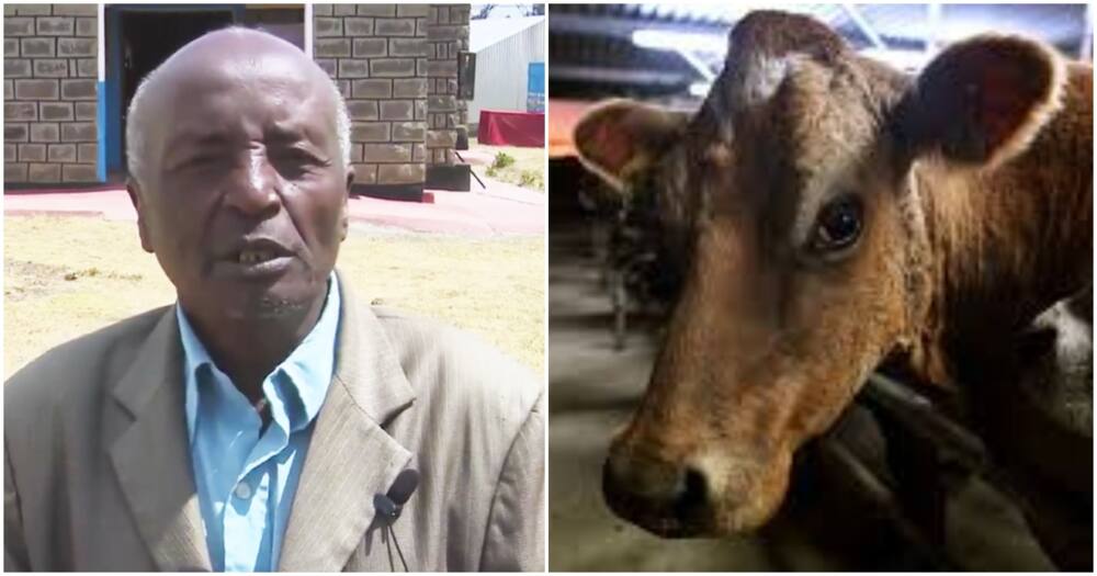 Samuel Mwangi lost two cows, one of them due in a month.