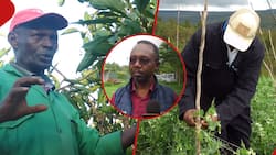 Climate Smart Agriculture: CHEF Programme Set to Augment Livelihoods for Kenyan Farmers