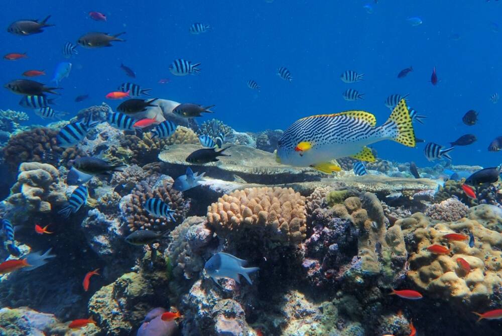 The Great Barrier Reef is the world's largest living structure, visible from space