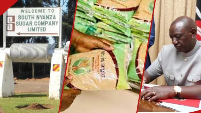 William Ruto Promises Sugarcane Farmers Bonus Every Year Starting 2024: "We've Agreed to Deal with Cartels"