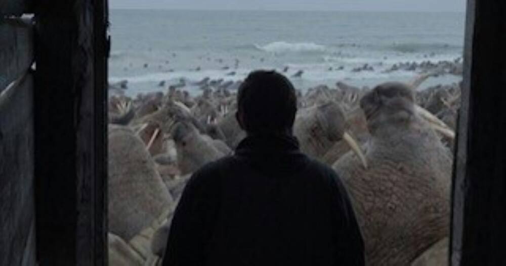 In this undated handout screengrab provided by The New Yorker, marine biologist Maxim Chakilev looks out of his Siberian hut at walruses in the Oscar-nominated short documentary "Haulout"