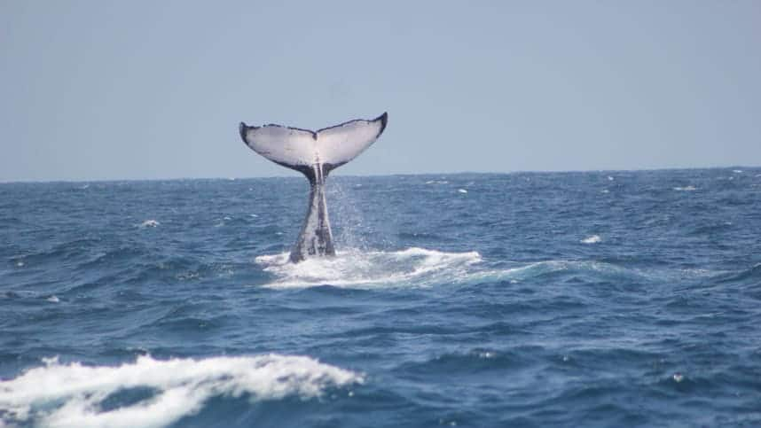 UK woman infuriates Kenyans after saying she discovered whales in the country