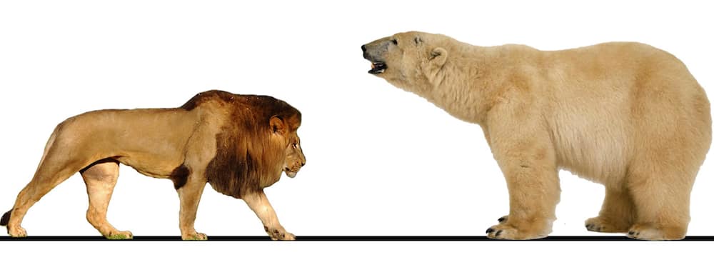 grizzly bear vs lion size