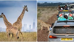 Kenyan Tourism: Nairobi National Park, 9 Other Most Visited Destinations