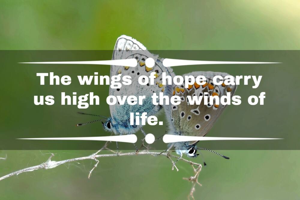 butterfly flying away quotes