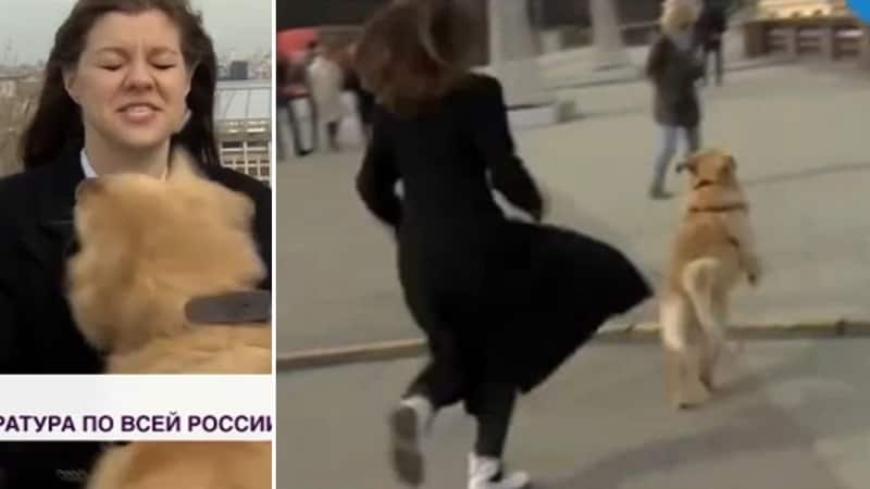 Dog Snatches, Runs Away With TV Reporter's Microphone During Live Link