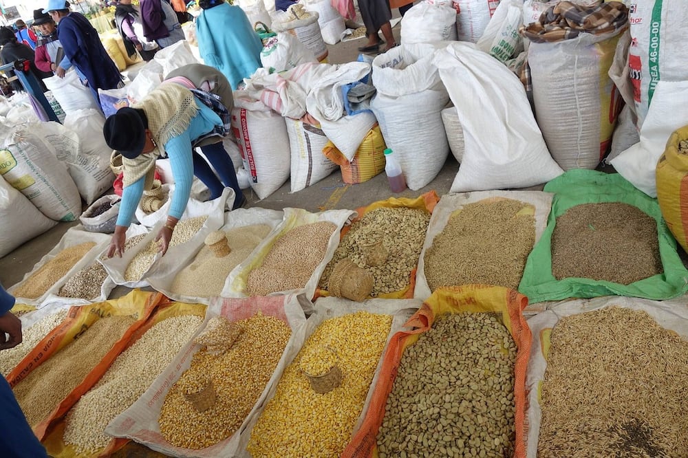 How many bags of maize per acre