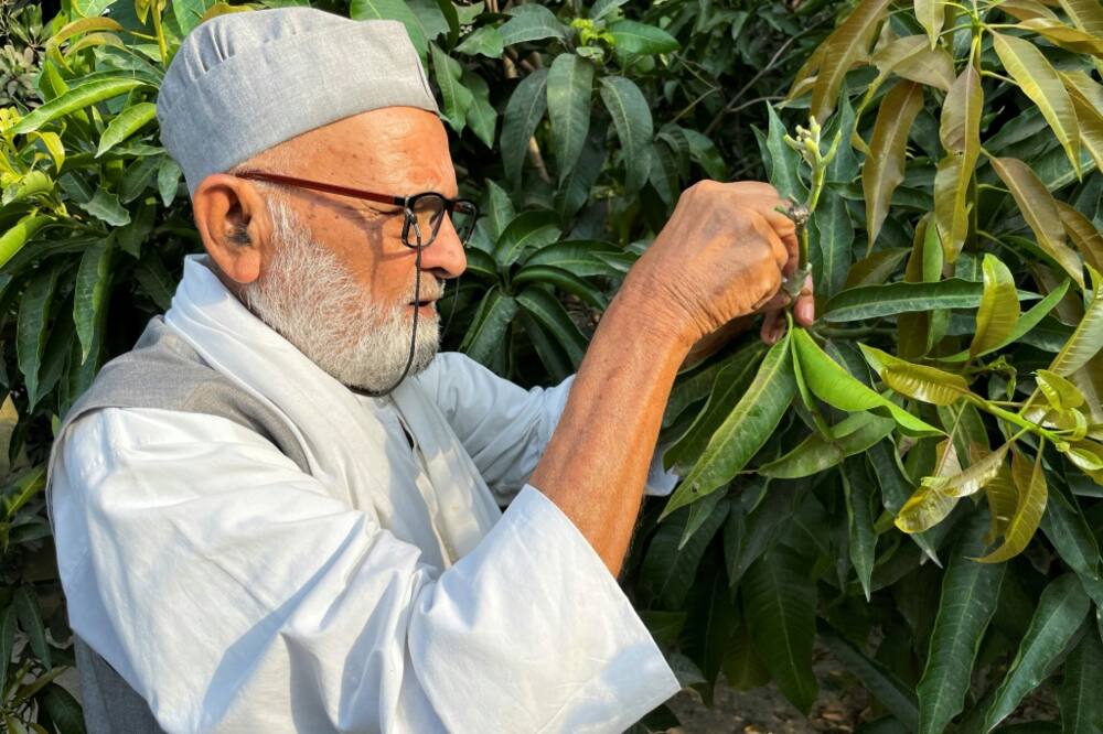 Kaleem Ullah Khan, 82, has earned one of India's highest civilian honours for his work creating new mango varieties
