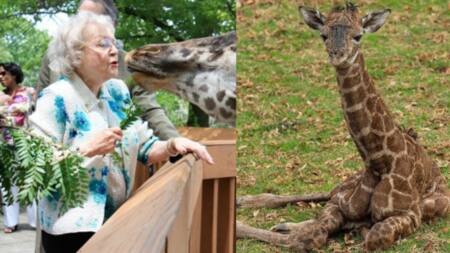 Betty: Fans Demand Newborn Baby Giraffe Be Named After Late Actress Betty White