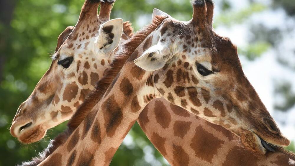 Dwarf giraffes discovered in Uganda