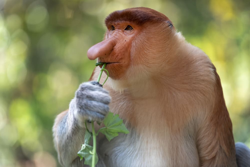 funny looking monkey species