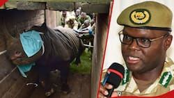 Laikipia: Kenya Wildlife Service To Dart, Relocate 21 Black Rhinos To Loisaba Conservancy