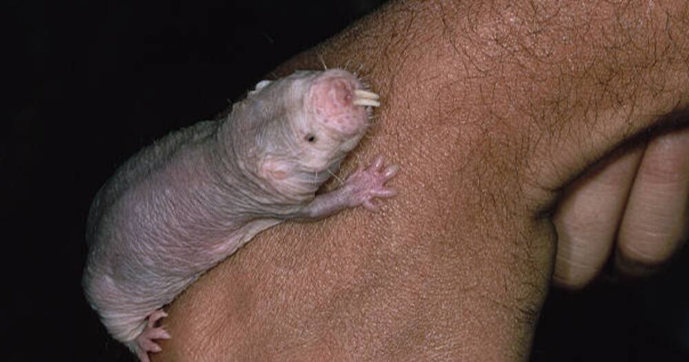 Longevity gene from naked mole rats extends lifespan of mice : News Center