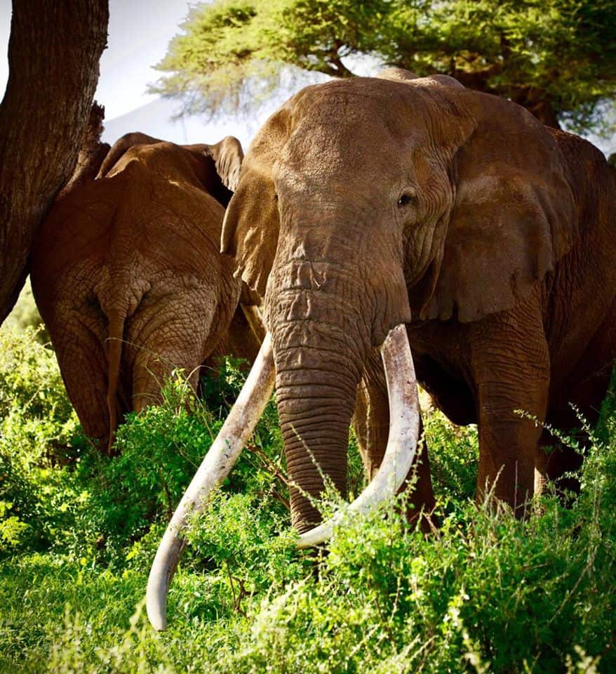 Tim: Iconic Amboseli elephant known for its big tusks is dead
