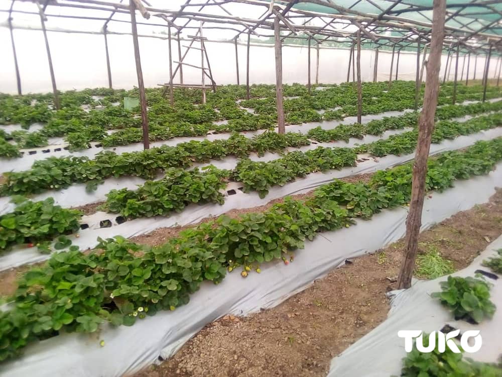 Side hustle: 33-year old Nakuru man minting KSh 800k per month from strawberry farming