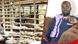 Nuru Okanga: Raila Odinga's Supporter Eyeing MCA Seat Promises to Build 1500 Houses for Locals