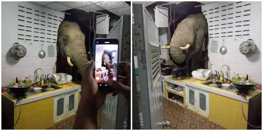 Elephant storms woman's home at night, searches kitchen for food