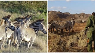 World's Rarest Zebras Dying in Kenya Due to Drought: "Worst Hit Species"