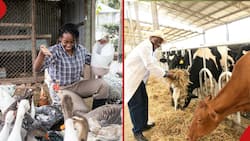 Livestock Bill 2023: Kenyans Face KSh 20k Fine for Selling Animal Feeds without Licence