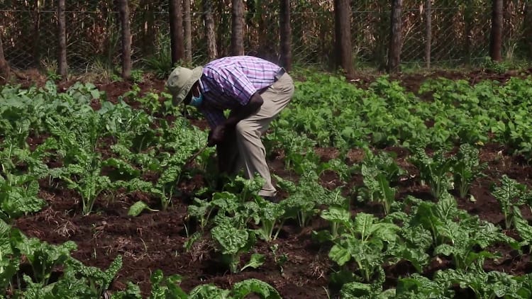 Kirinyaga: School owner transforms playground into vegetable farm as COVID-19 effects persist