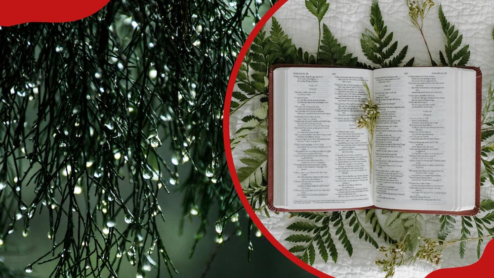 Plant with water drops after heavy rain (L), a Bible lying on a surface (R)